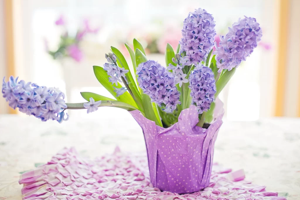 Purple Hyacinth Blooms Petals Green Leaves Vase