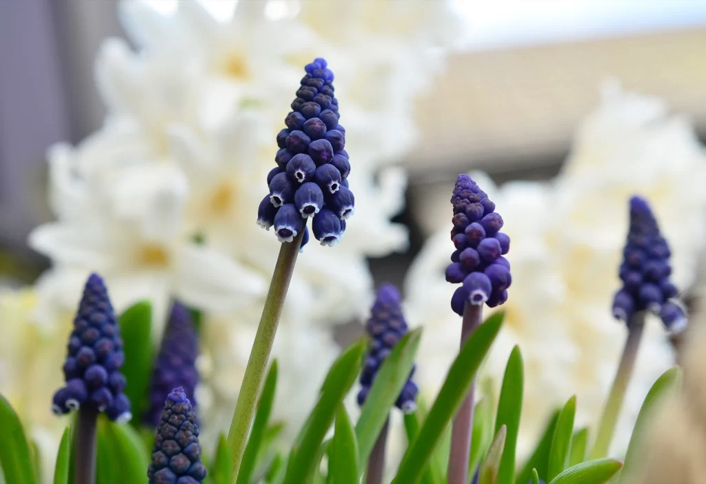 Purple Hyacinth Cluster Blooms Green Leaves