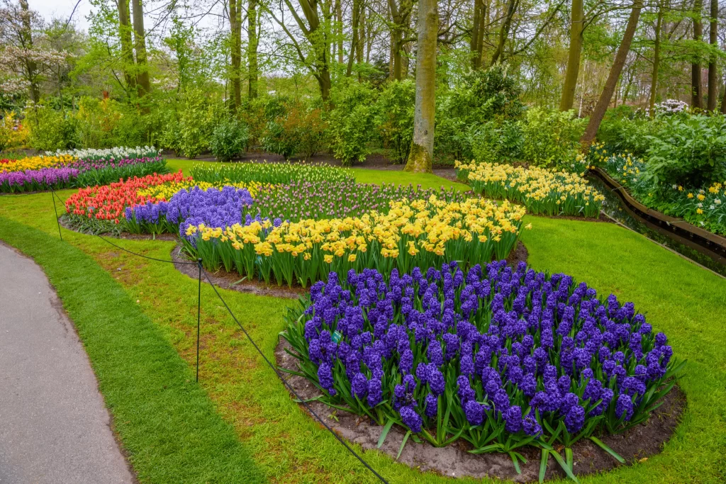 Purple Hyacinth Cluster Dense Blooms Green Lawn
