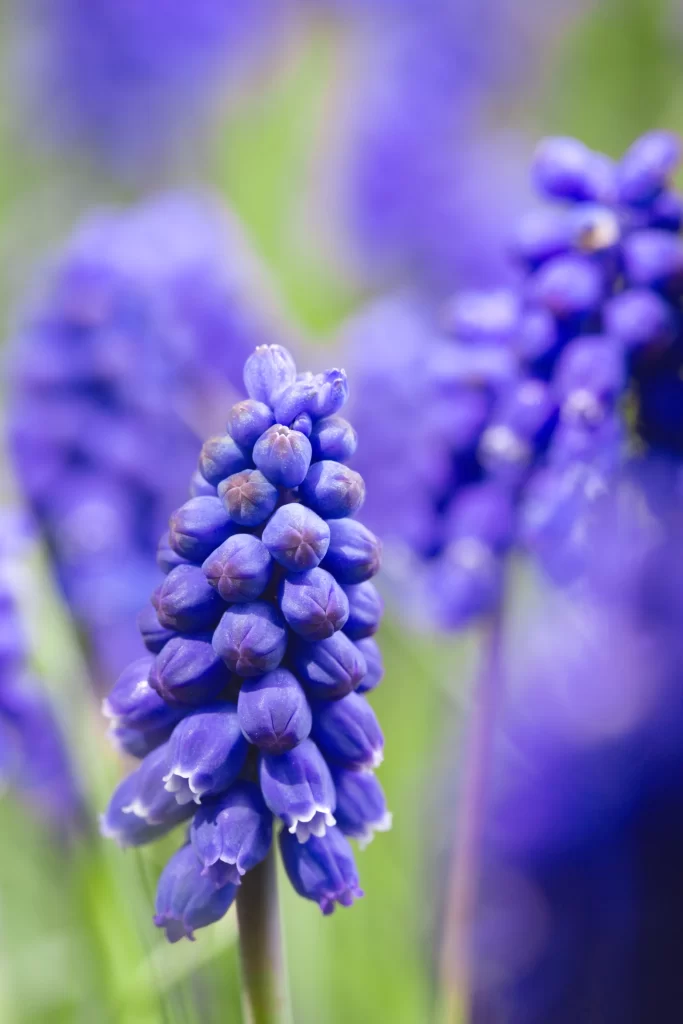 Purple Hyacinth Cluster Petals cool Blooming