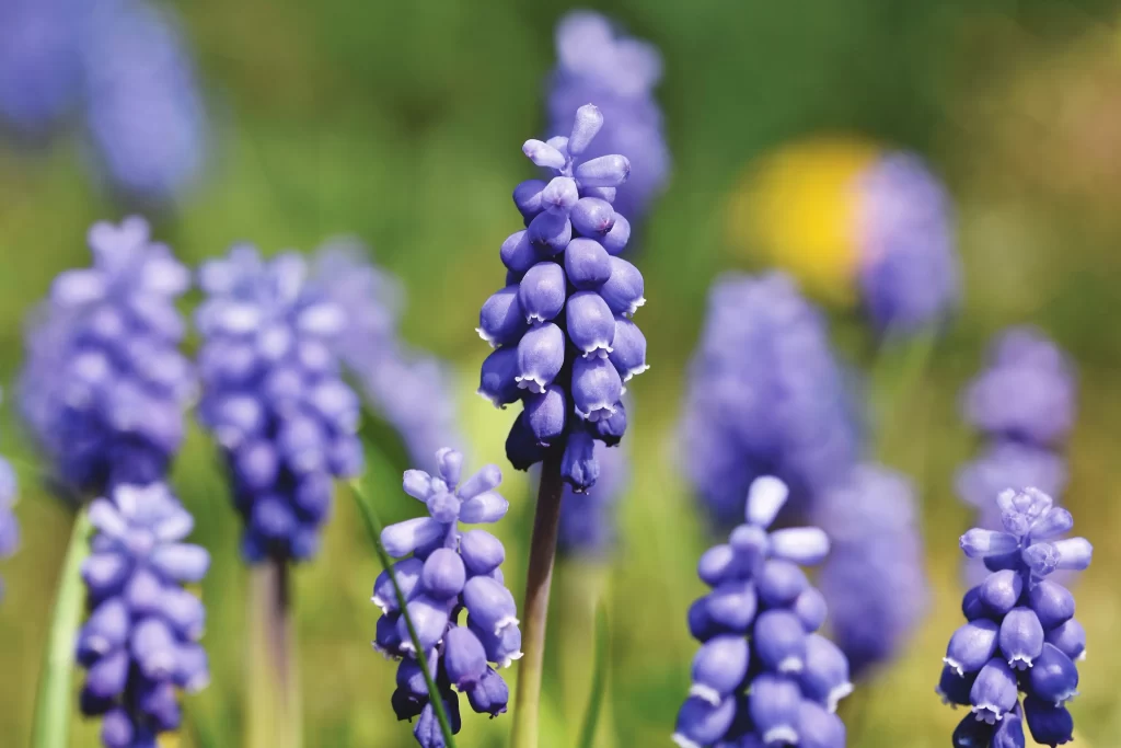 Purple Hyacinth Cluster Petals gray Greenery