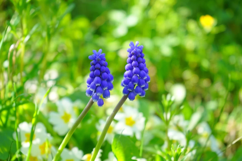 Purple Hyacinth Cluster Petals warm Greenery