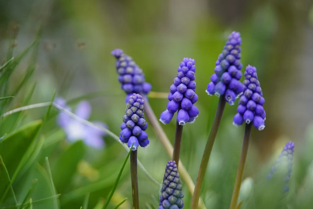 Purple Hyacinth Cluster Petals Stalks Greenery