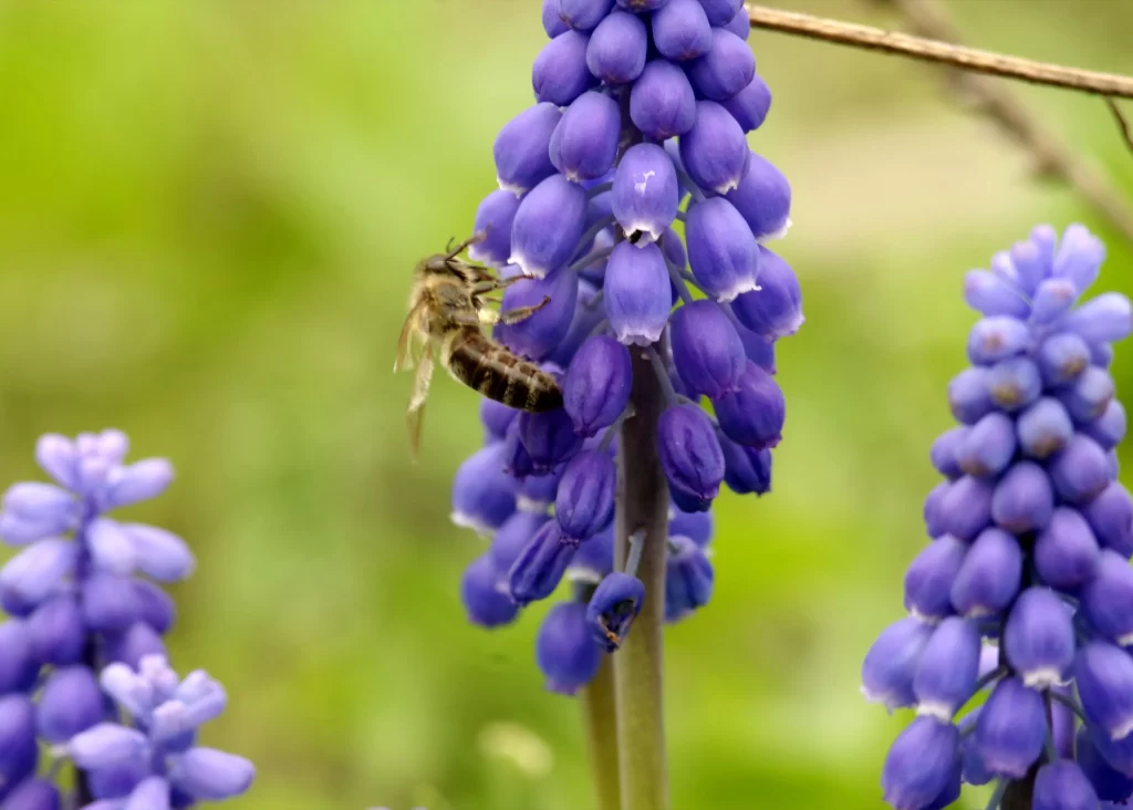 Purple Hyacinth Cluster Petals warm Bee
