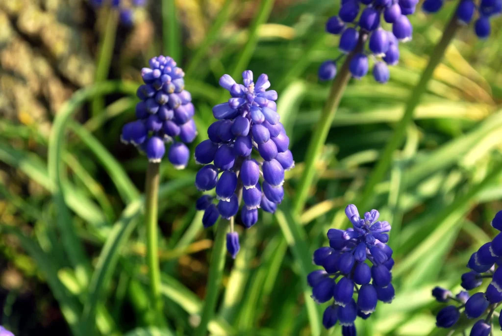 Purple Hyacinth Cluster Petals Green warm Leaves
