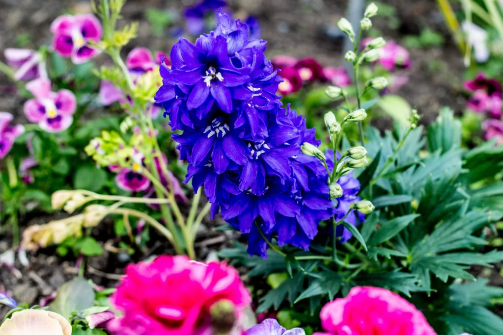 Purple Hyacinth Cluster Petals Green gray Leaves