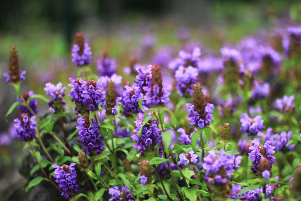 Purple Hyacinth Cluster Petals Green gray Leaves