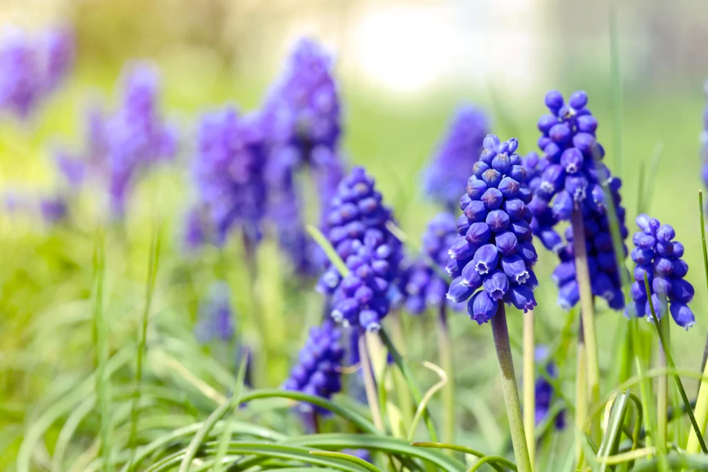 Purple Hyacinth Cluster Petals gray Greenery