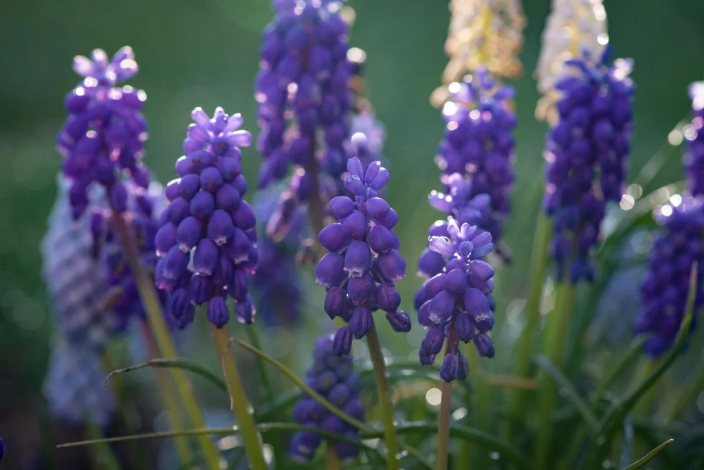 Purple Hyacinth Cluster Petals gray Greenery