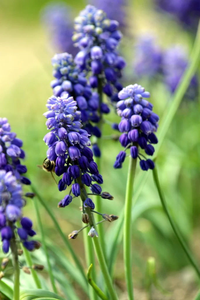 Purple Hyacinth Cluster Petals warm Bee