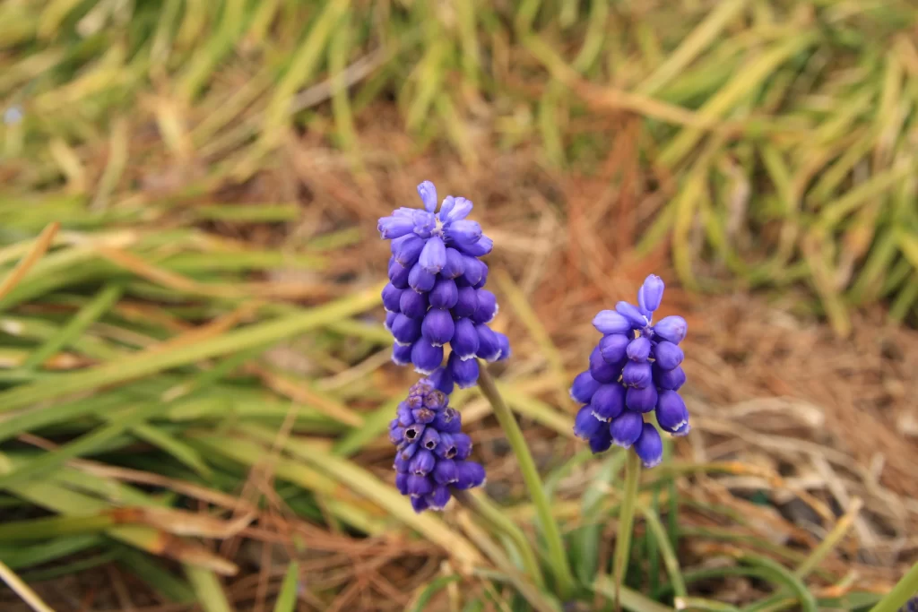 Purple Hyacinth Cluster Petals warm Blooming