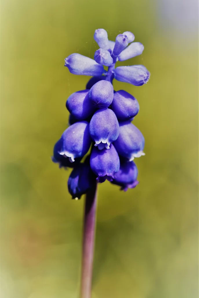 Purple Hyacinth Cluster Petals Stalk