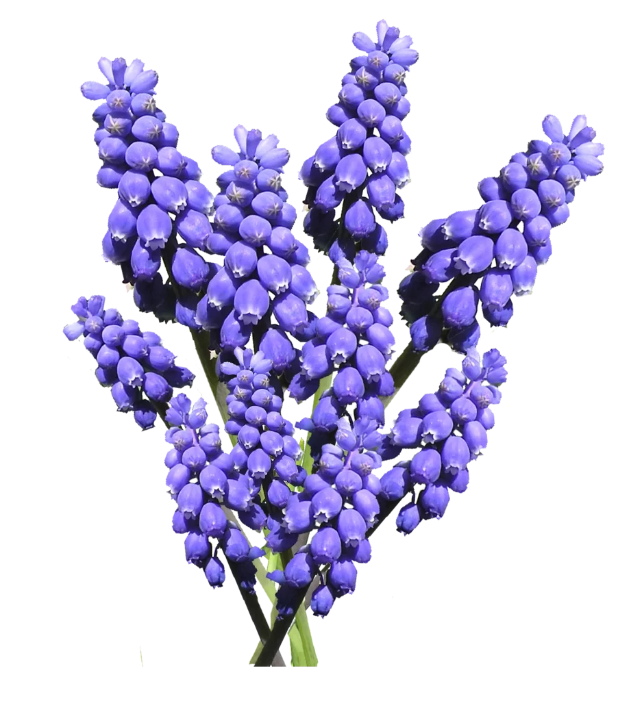 Purple Hyacinth Cluster Petals Dense