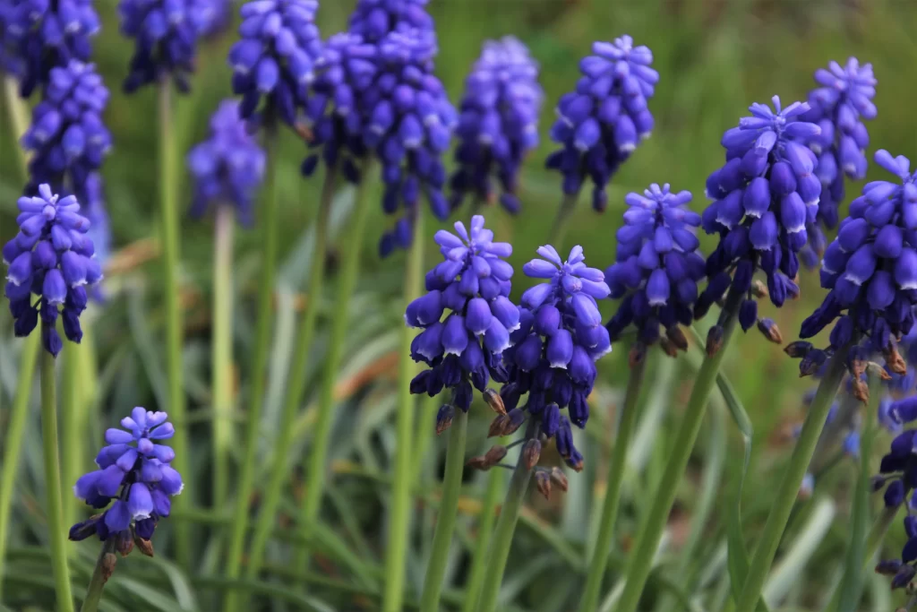Purple Hyacinth Cluster Petals Green Stems