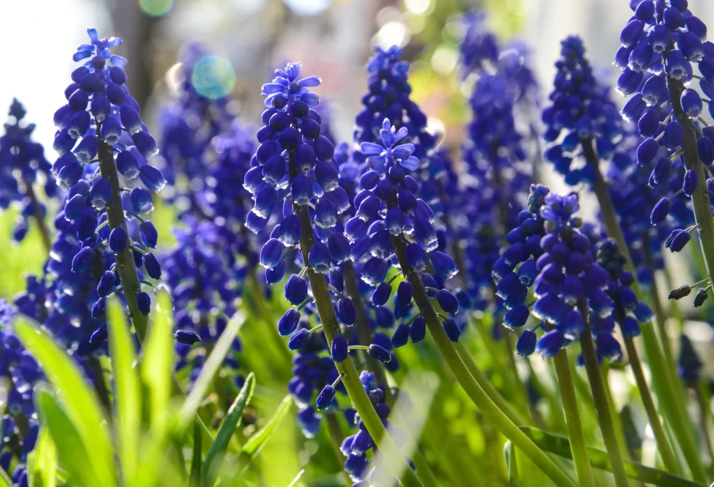 Purple Hyacinth Cluster Petals Sunlight