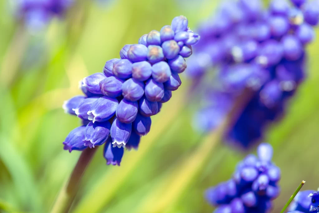 Purple Hyacinth Cluster Petals gray Blooming