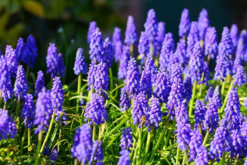 Purple Hyacinth Dense Blooms Greenery Sunlight