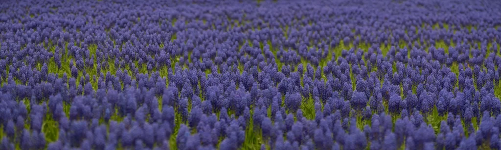 Purple Hyacinth Dense Blooms Green Stems