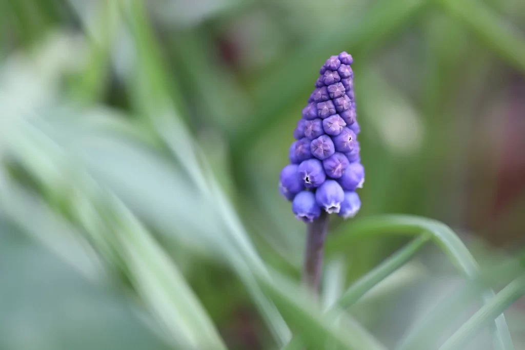Purple Hyacinth Dense Blooms Green gray Leaves