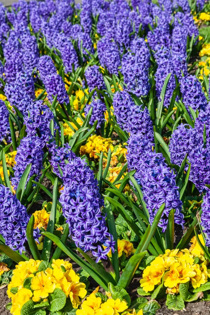 Purple Hyacinth Dense Blooms Yellow Flowers Green Leaves