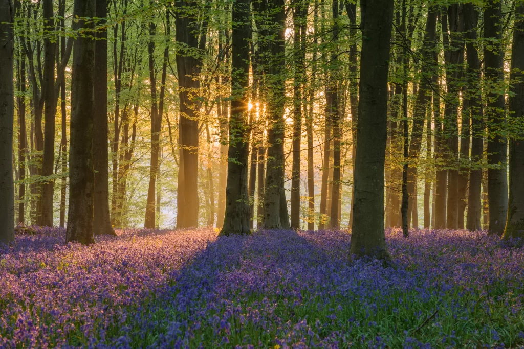 Purple Hyacinth Dense Blooms Forest gray Sunlight