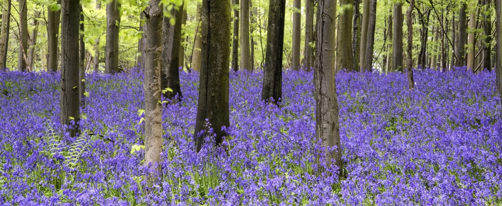 Purple Hyacinth Dense Blooms Forest Ground