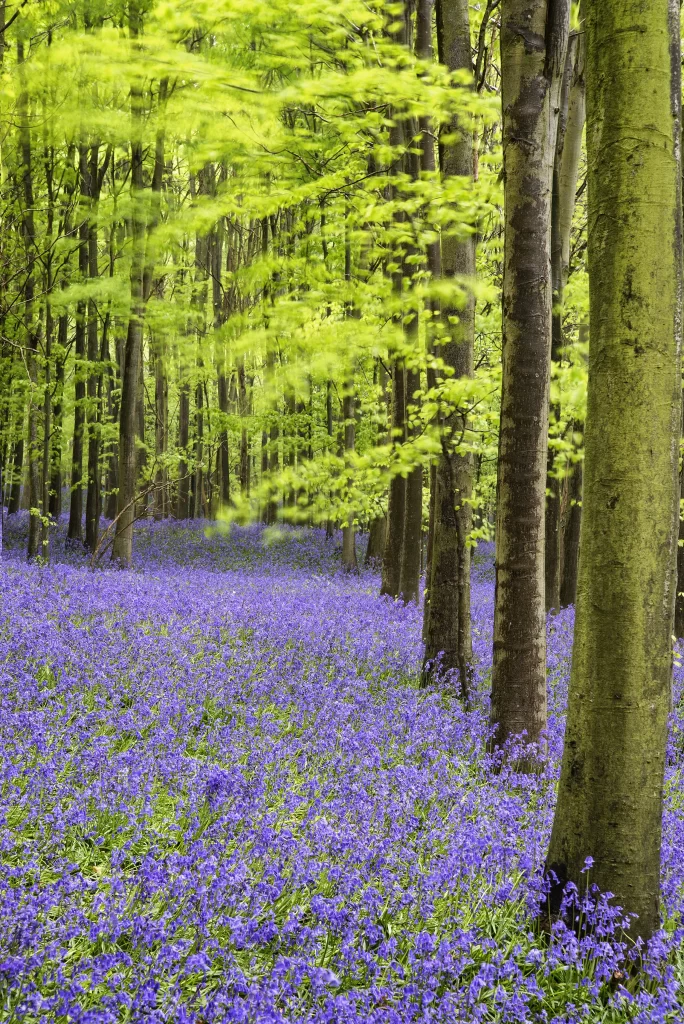 Purple Hyacinth Dense Blooms Forest Greenery