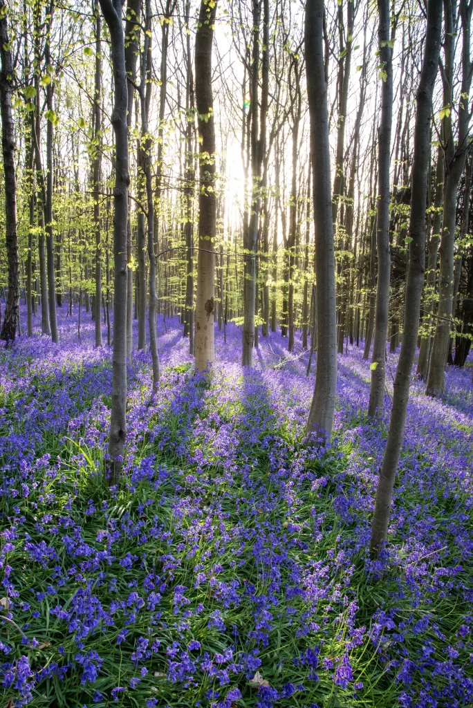 Purple Hyacinth Dense Blooms Forest gray Sunlight