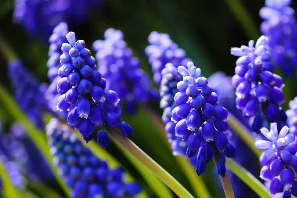 Purple Hyacinth Dense Blooms Petals Greenery