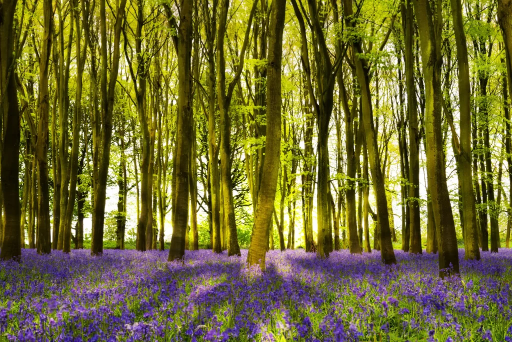 Purple Hyacinth Dense Blooms Forest warm Sunlight