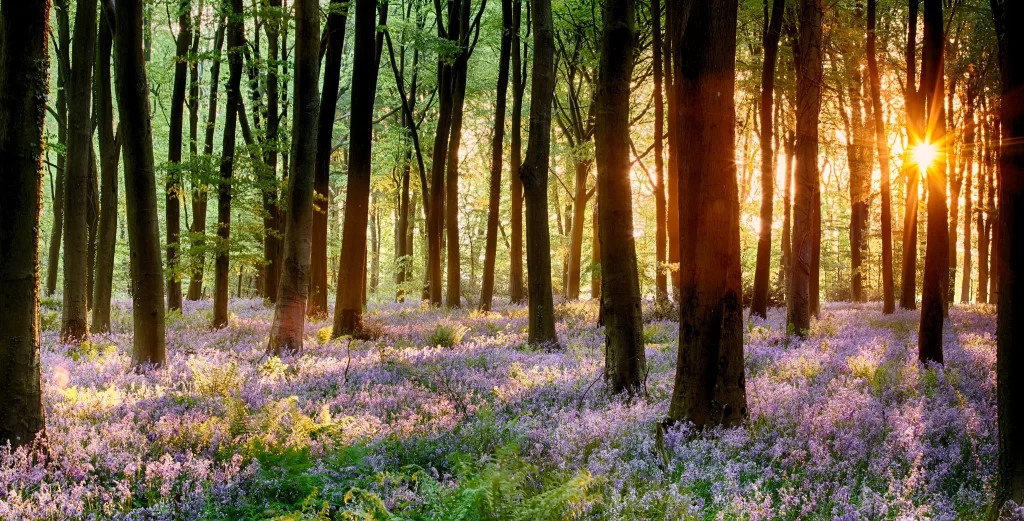 Purple Hyacinth Dense Blooms Forest warm Sunlight
