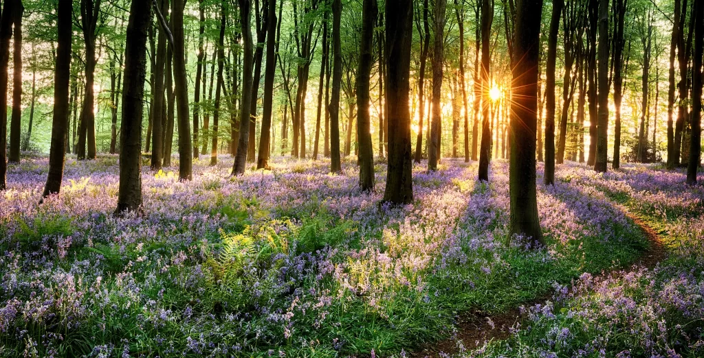 Purple Hyacinth Dense Blooms Forest warm Sunlight