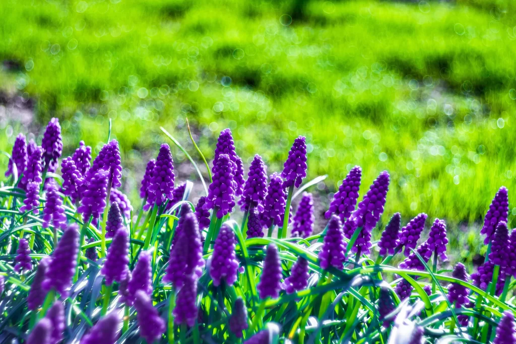 Purple Hyacinth Dense Blooms Green Grass