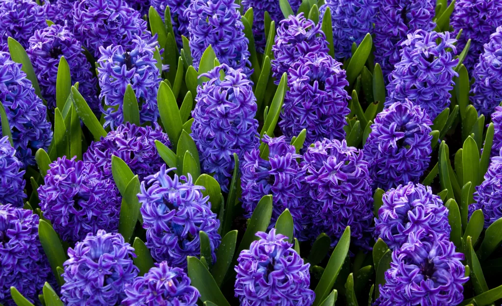 Purple Hyacinth Dense Blooms Green cool Leaves
