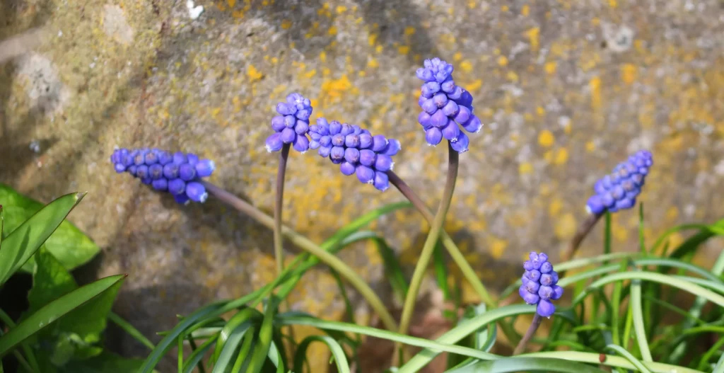 Purple Hyacinth Dense Blooms Green Leaves Stone Background