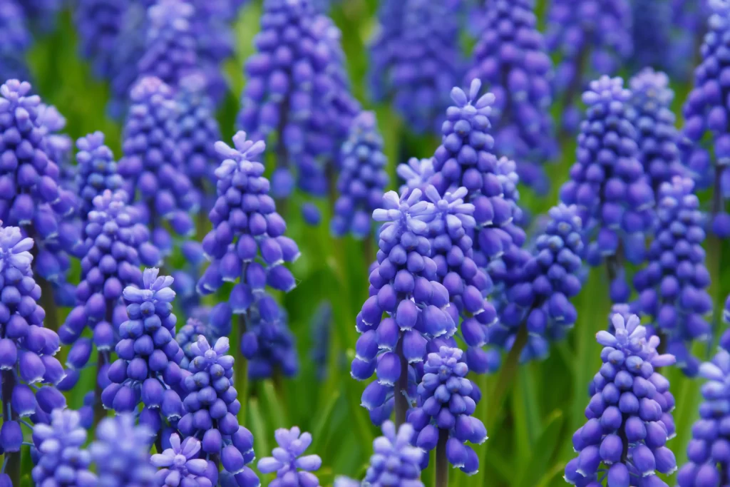 Purple Hyacinth Dense Cluster Petals Green