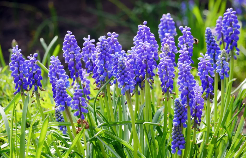 Purple Hyacinth Dense Cluster Petals Green Stems