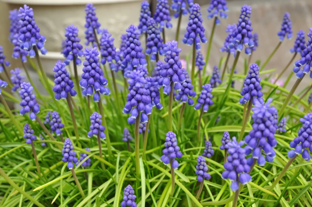Purple Hyacinth Dense Cluster Petals Green Leaves