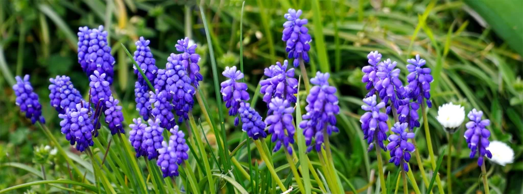 Purple Hyacinth Dense Cluster Greenery