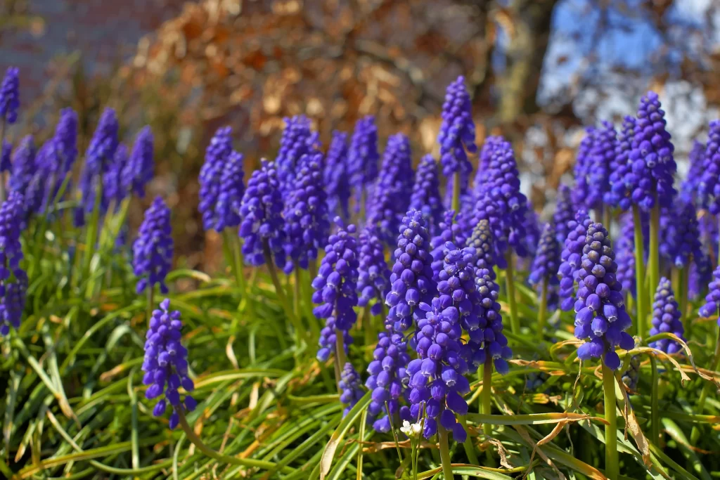 Purple Hyacinth Dense Cluster Blooms Green Leaves
