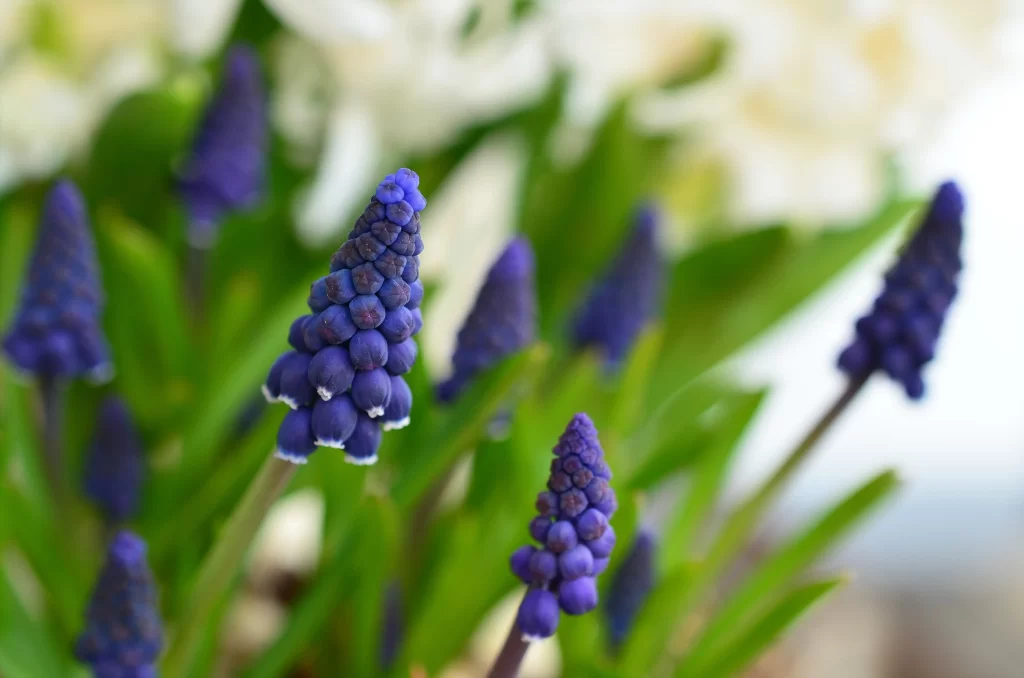 Purple Hyacinth Dense Cluster Green Leaves