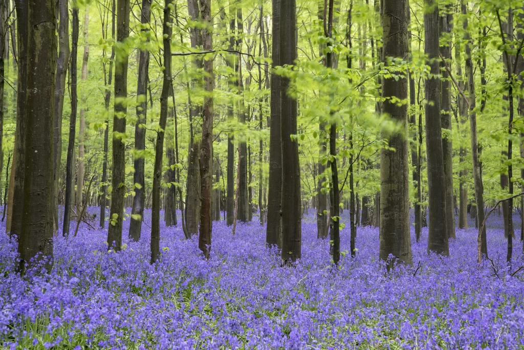 Purple Hyacinth Dense Forest Blooming