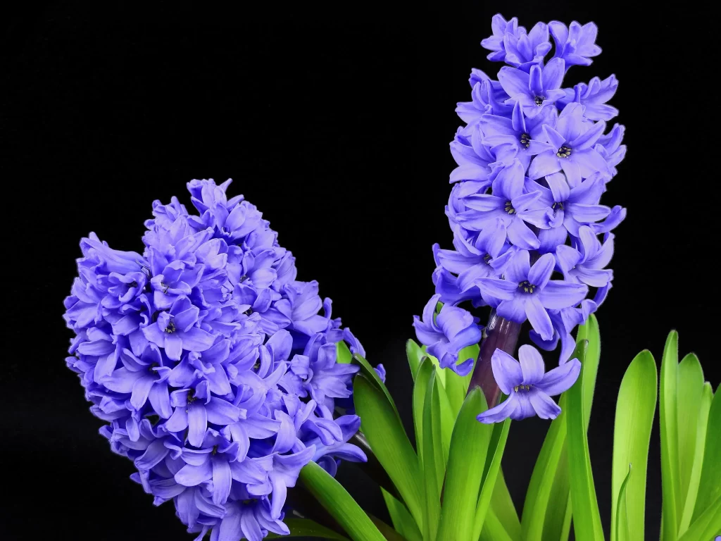 Purple Hyacinth Dense Petals Vibrant Green Leaves