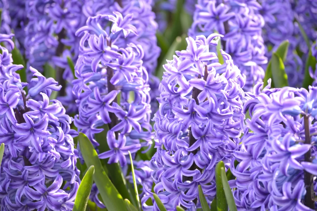 Purple Hyacinth Dense Petals Sunlit Green Leaves