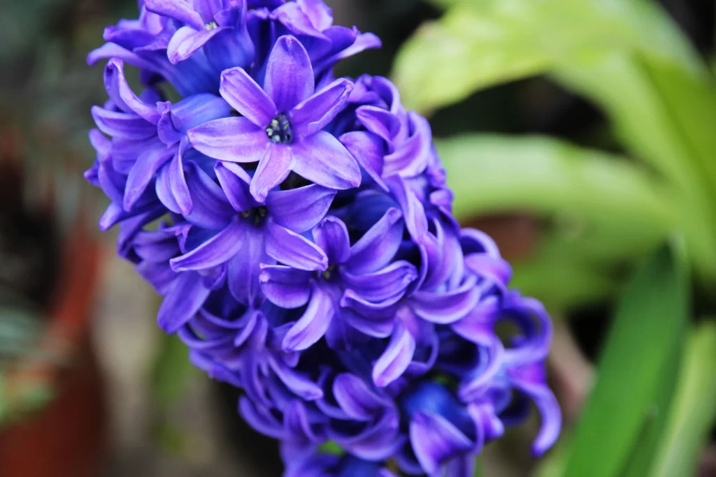 Purple Hyacinth Dense Petals Vibrant Color Green Leaves