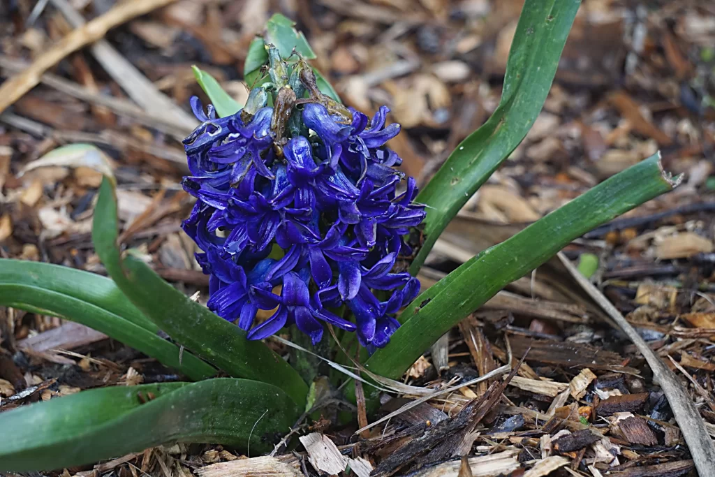 Purple Hyacinth Dense Petals Green gray Leaves