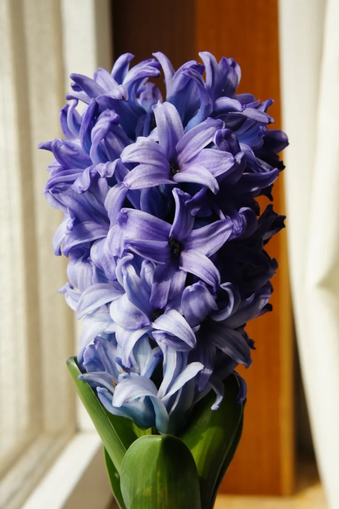 Purple Hyacinth Dense Petals Vibrant Colorful