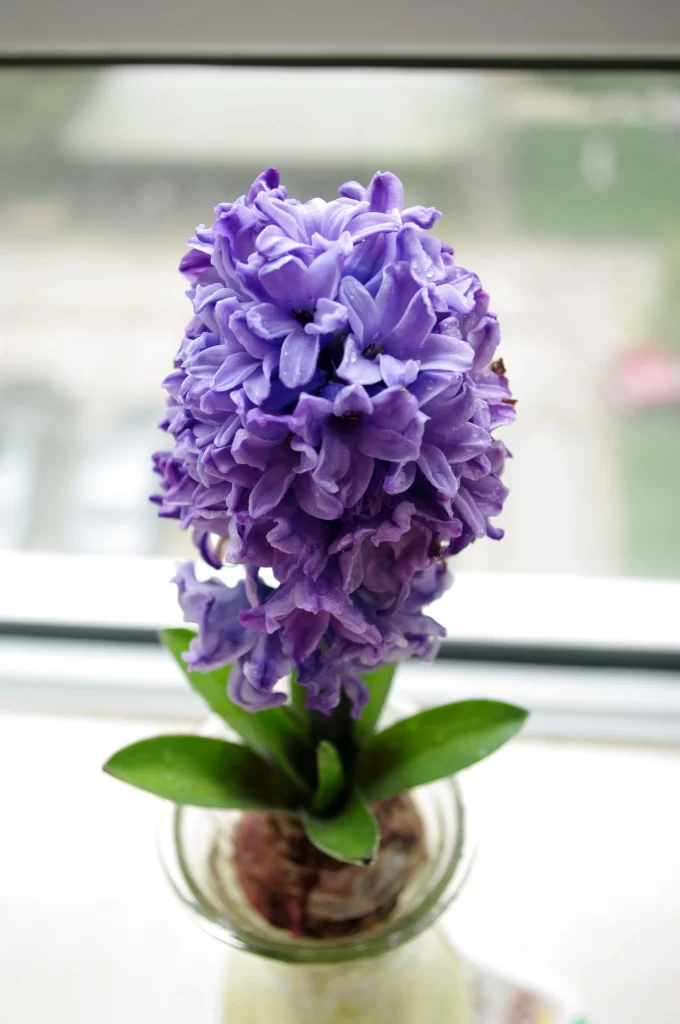 Purple Hyacinth Dense Petals Blooming