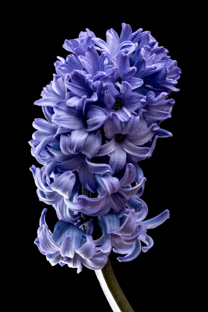 Purple Hyacinth Dense Petals Vibrant Color