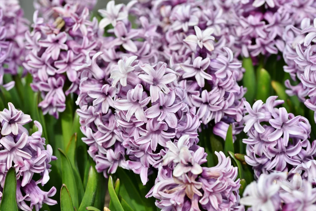 Purple Hyacinth Dense Petals Green gray Leaves